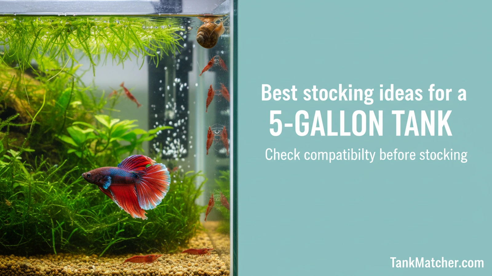 Best stocking ideas for a 5-gallon tank aquarium compatibility guide with fish tank