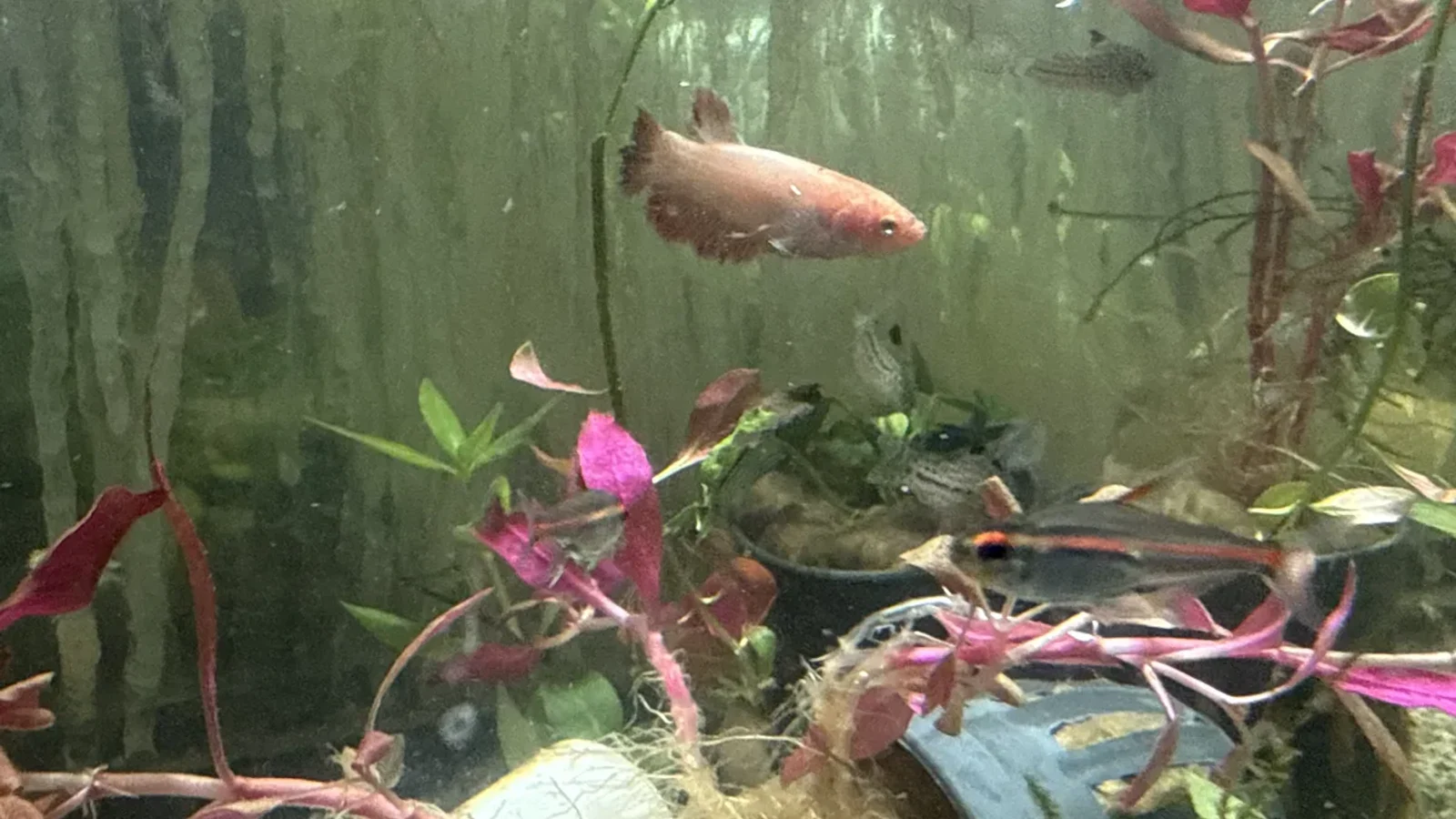 Can betta and guppy live together? | TankMatcher Female betta swimming with smaller community fish in a planted aquarium - a conditional pairing that needs dense cover and a ready backup plan