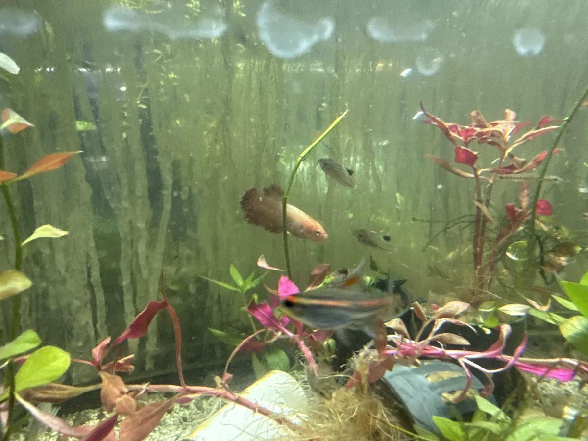 Real-world aquarium context image from a Betta coexistence review.