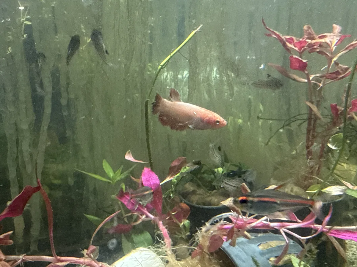Real-world aquarium context image from a Betta coexistence review.