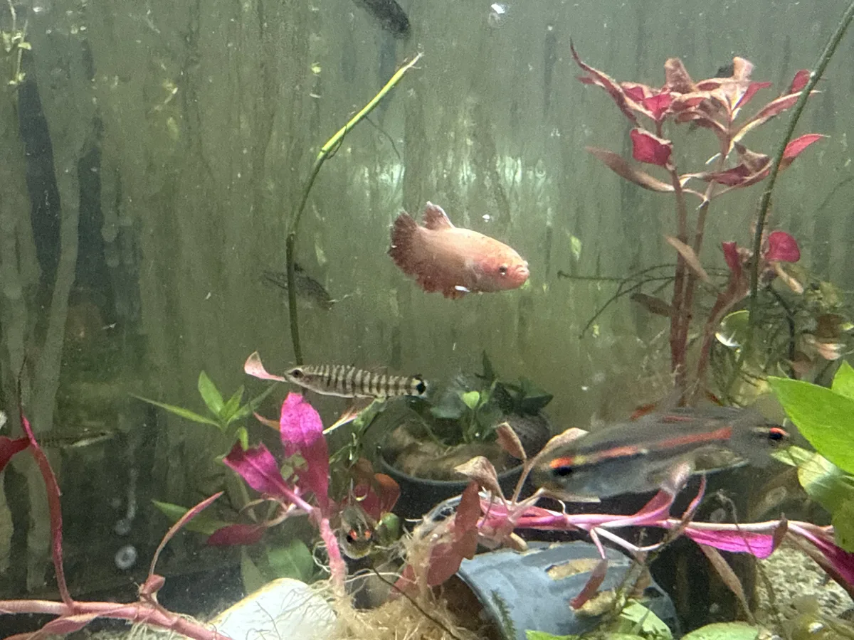 Real-world aquarium context image from a Betta coexistence review.