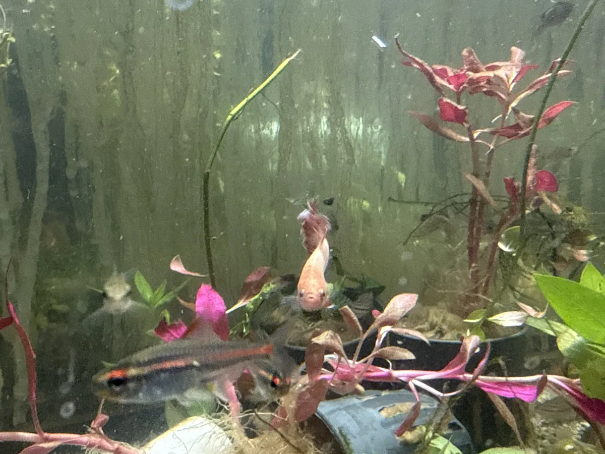 Real-world aquarium context image from a Betta coexistence review.