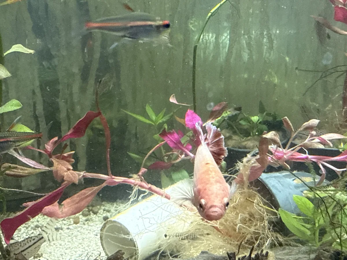 Real-world aquarium context image from a Betta coexistence review.