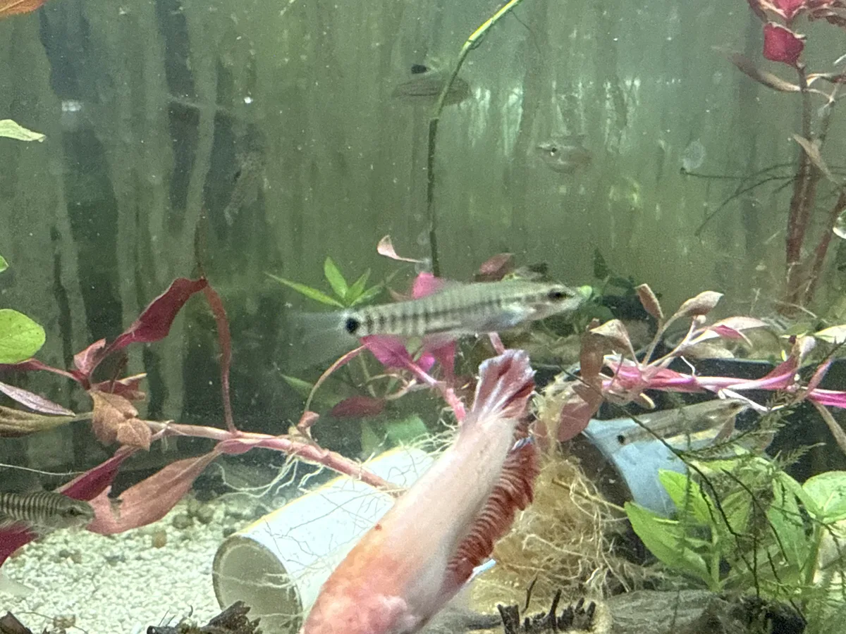 Real-world aquarium context image from a Betta coexistence review.