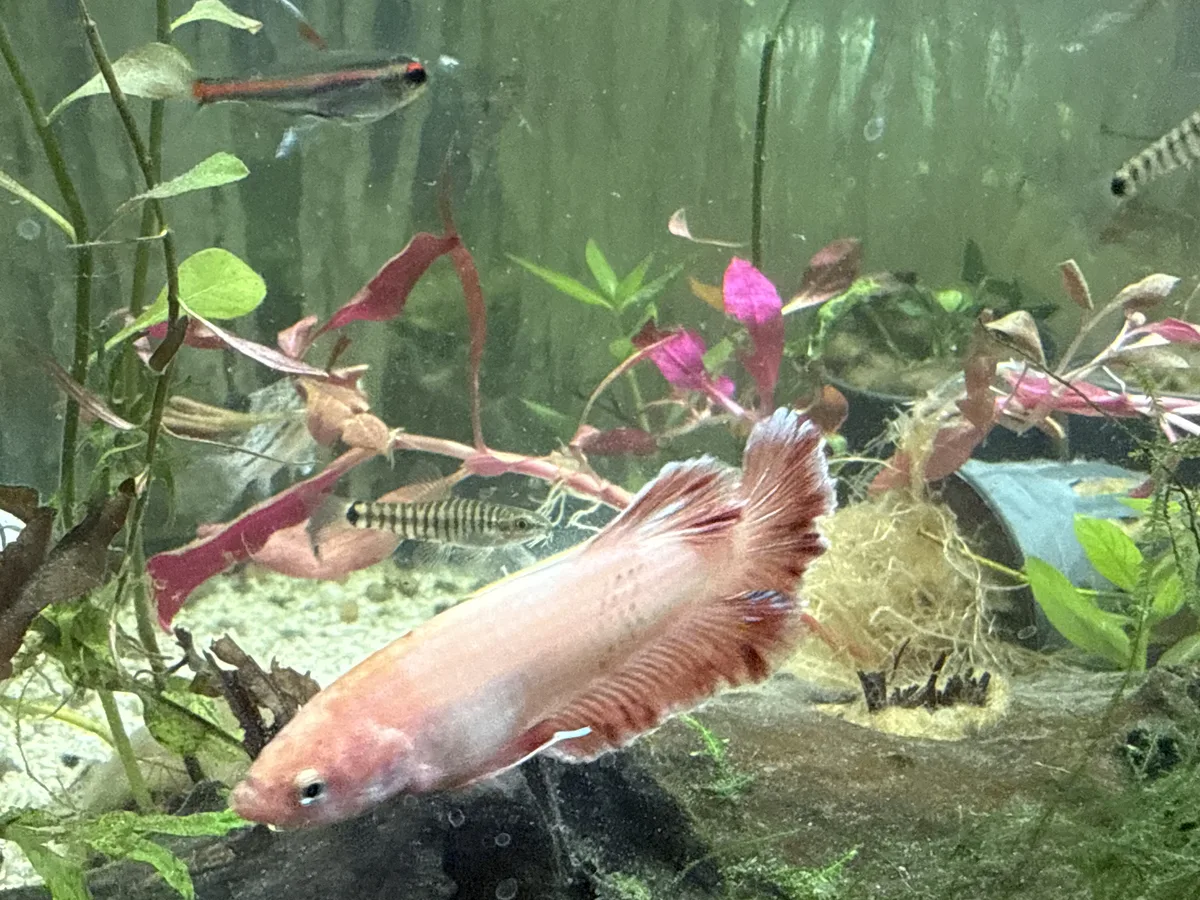 Real-world aquarium context image from a Betta coexistence review.