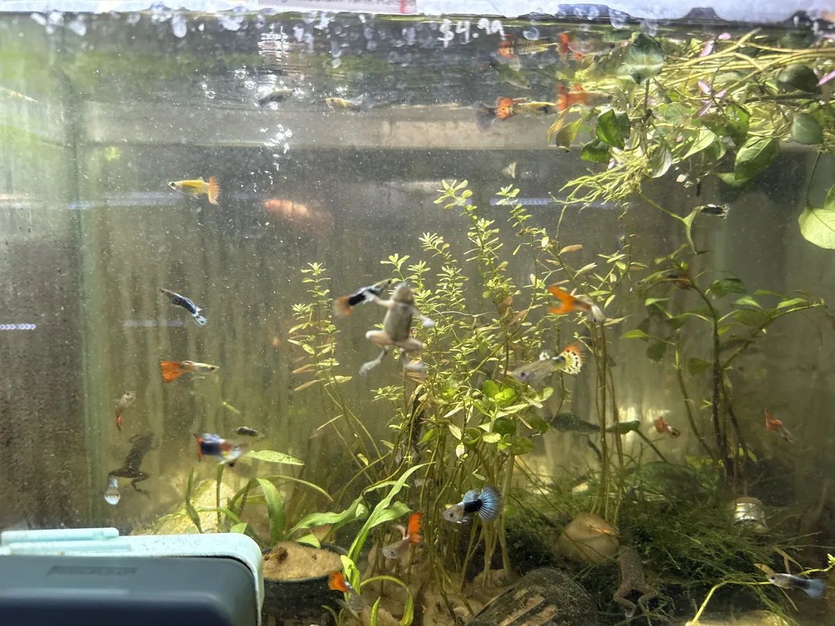 Real-world aquarium context image from a Betta coexistence review.