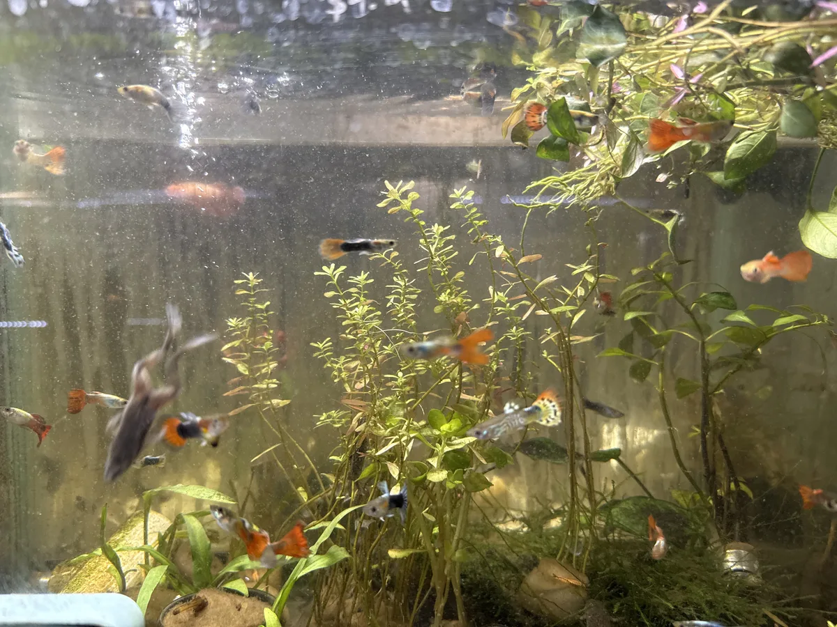 Real-world aquarium context image from a Betta coexistence review.