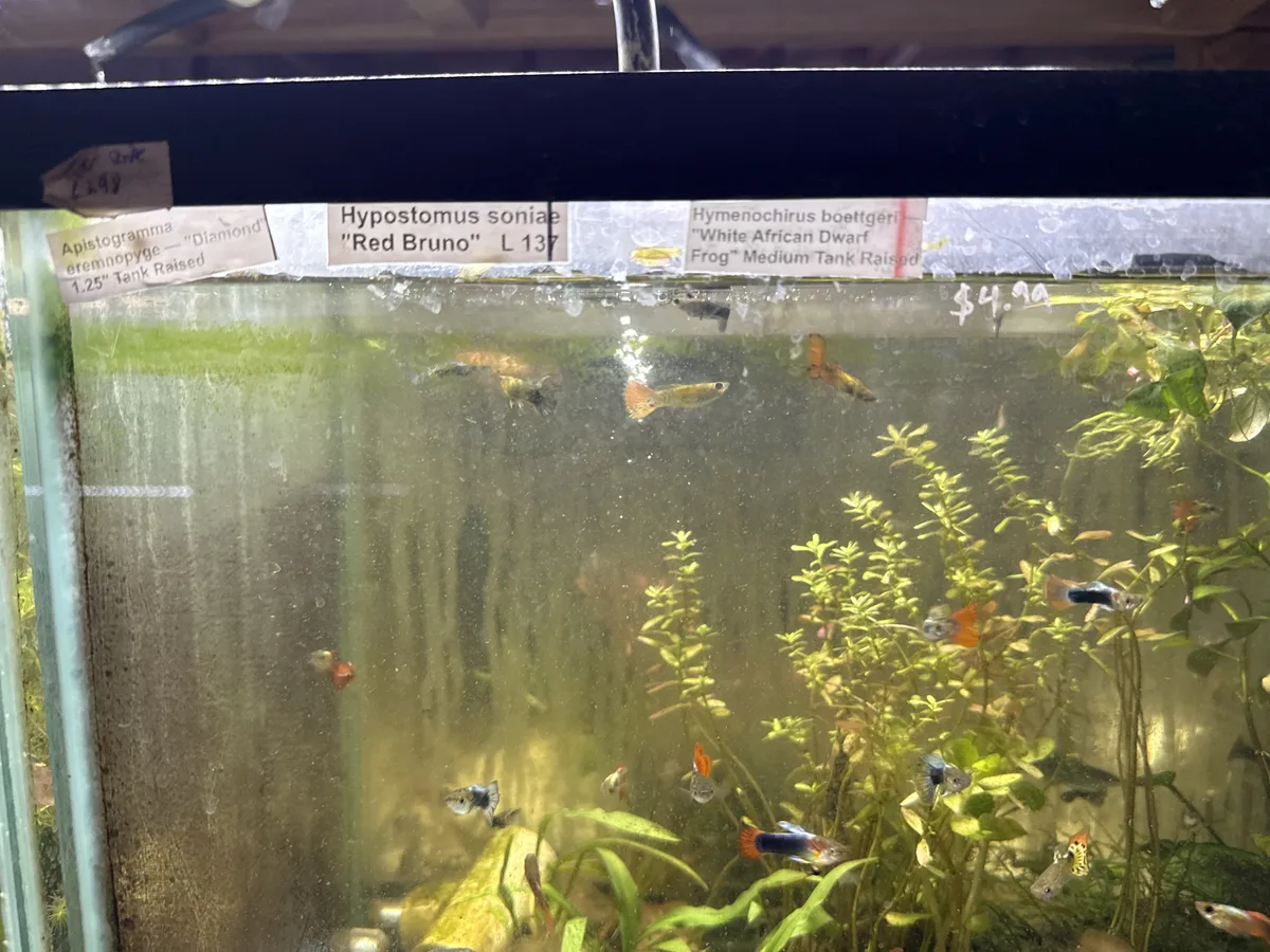 Real-world aquarium context image from a Betta coexistence review.