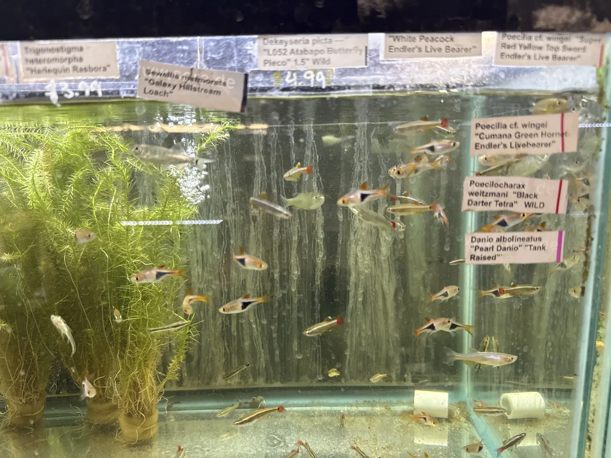 Real-world aquarium context image from a Betta coexistence review.