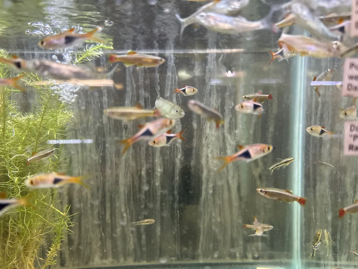Real-world aquarium context image from a Betta coexistence review.