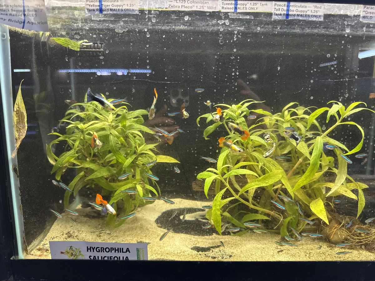 Real-world aquarium context image from a Betta coexistence review.