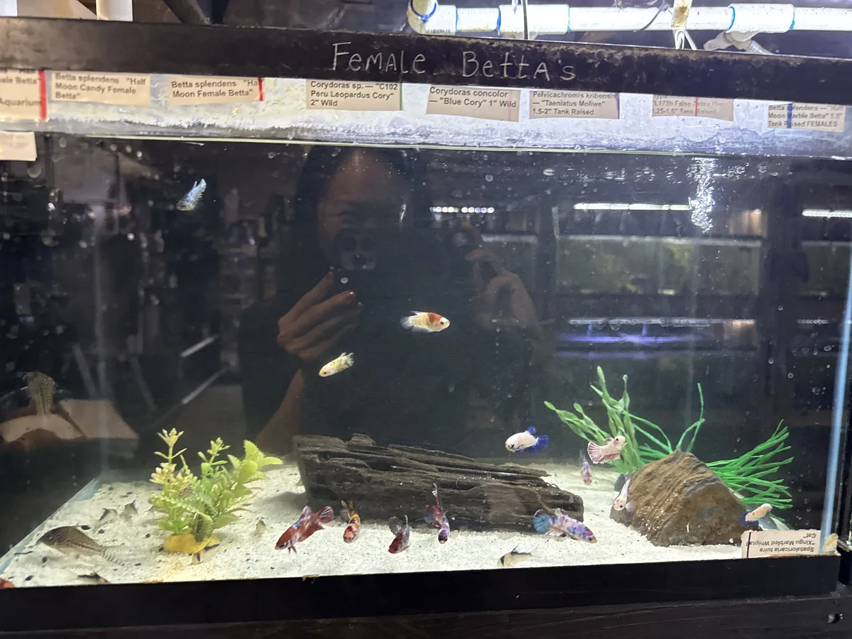 Real-world aquarium example showing multiple female Bettas observed in the same tank.