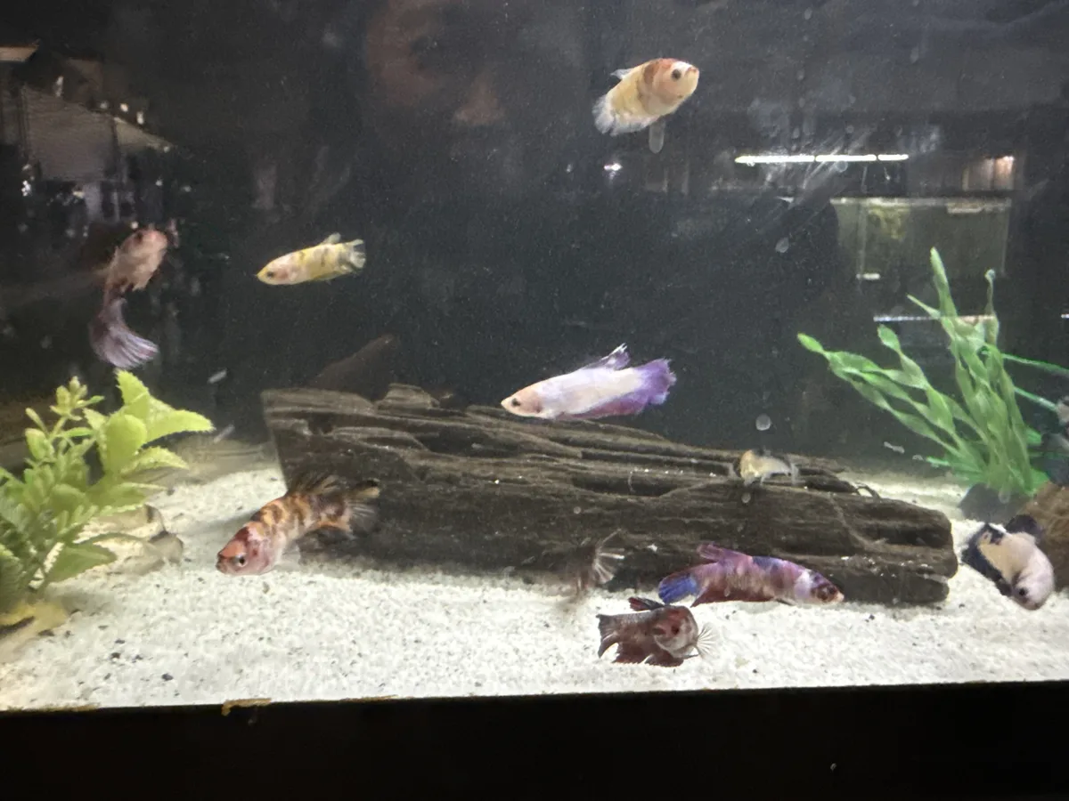 Real-world aquarium example showing multiple female Bettas observed in the same tank.