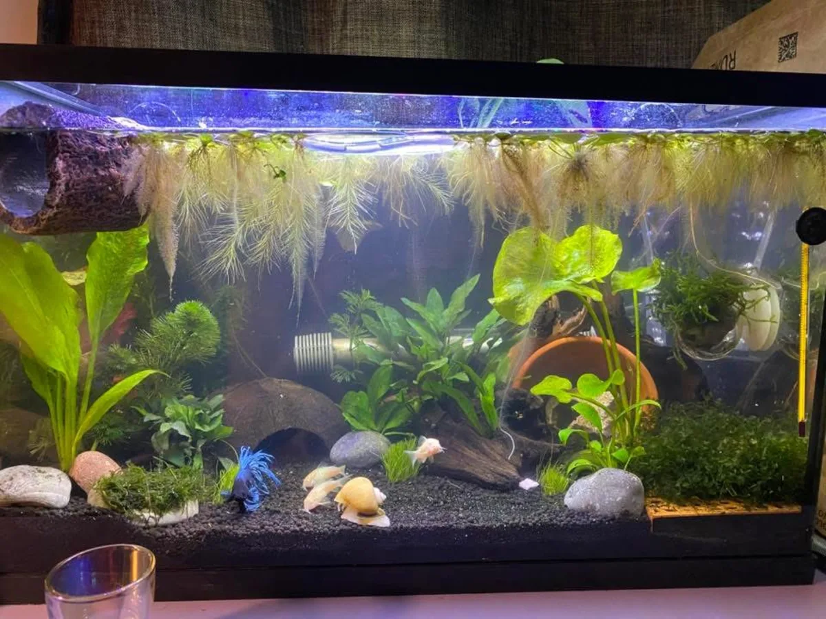 Real-world aquarium example showing a Betta observed with Corydoras catfish and a Mystery Snail.