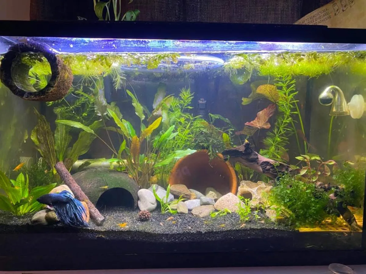 Real-world aquarium example showing a Betta observed with shrimp in a planted tank.