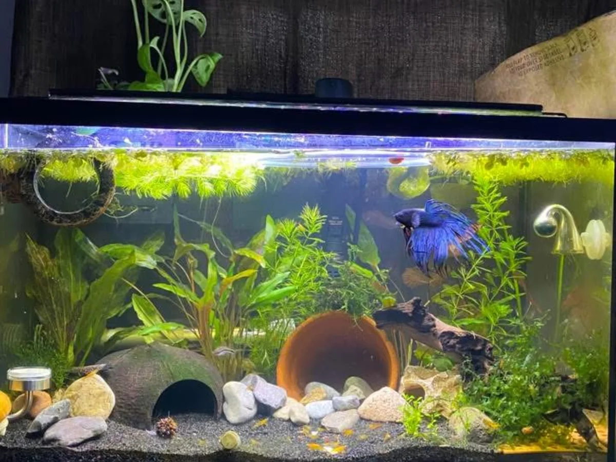 Real-world aquarium example showing a Betta observed with shrimp and snails.