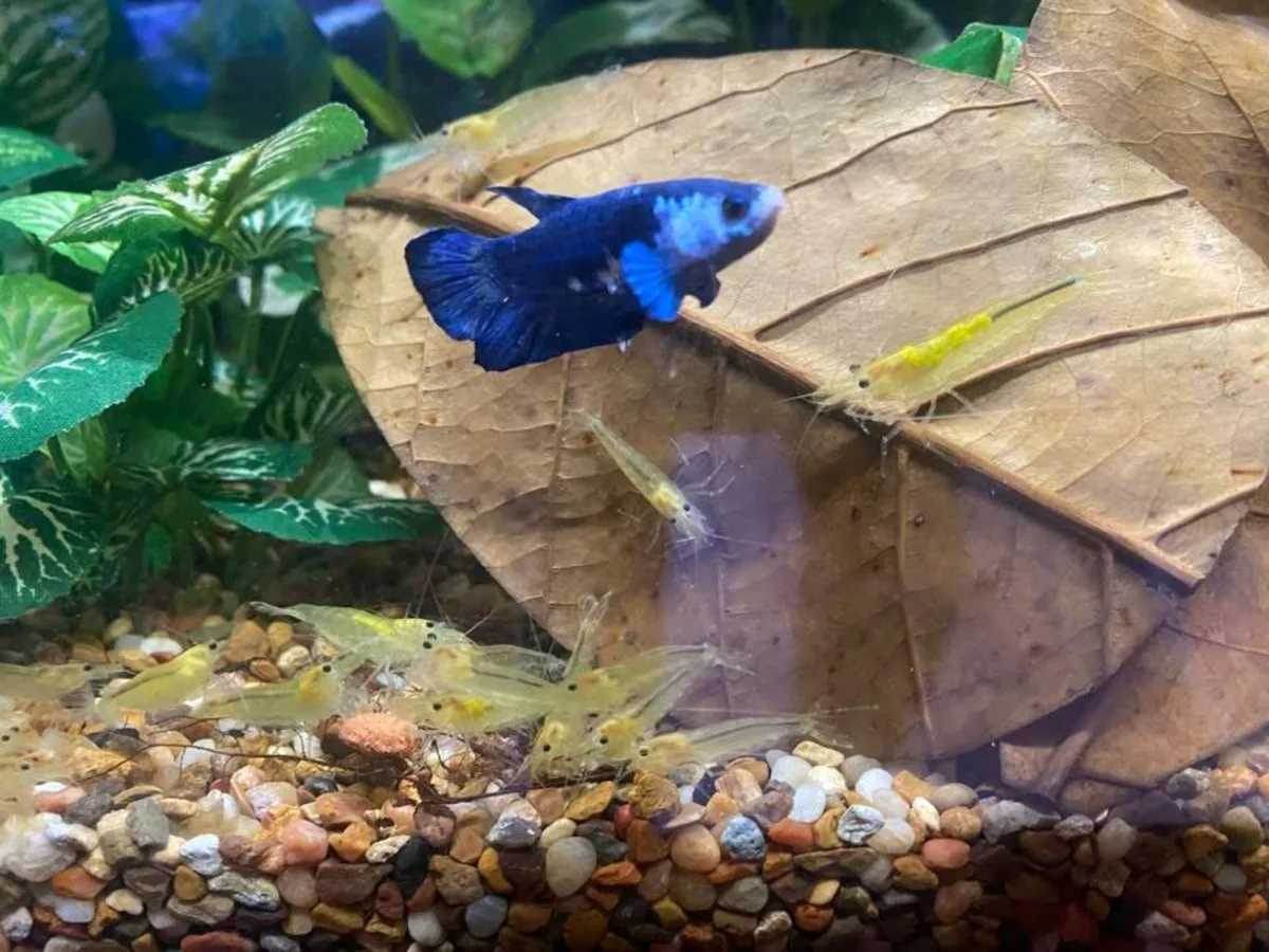 Real-world aquarium example showing a Betta observed with shrimp.