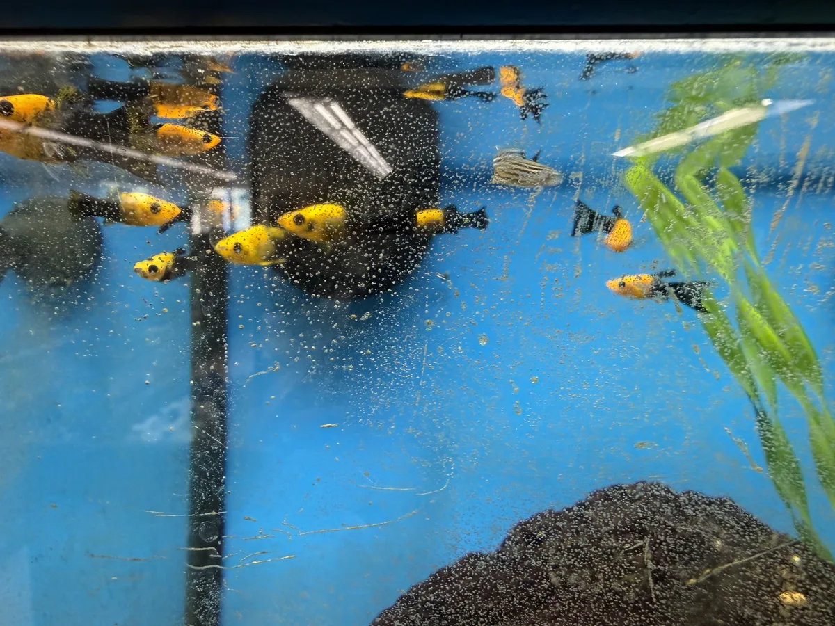 Real-world mixed freshwater aquarium example showing Threadfin Rainbowfish.