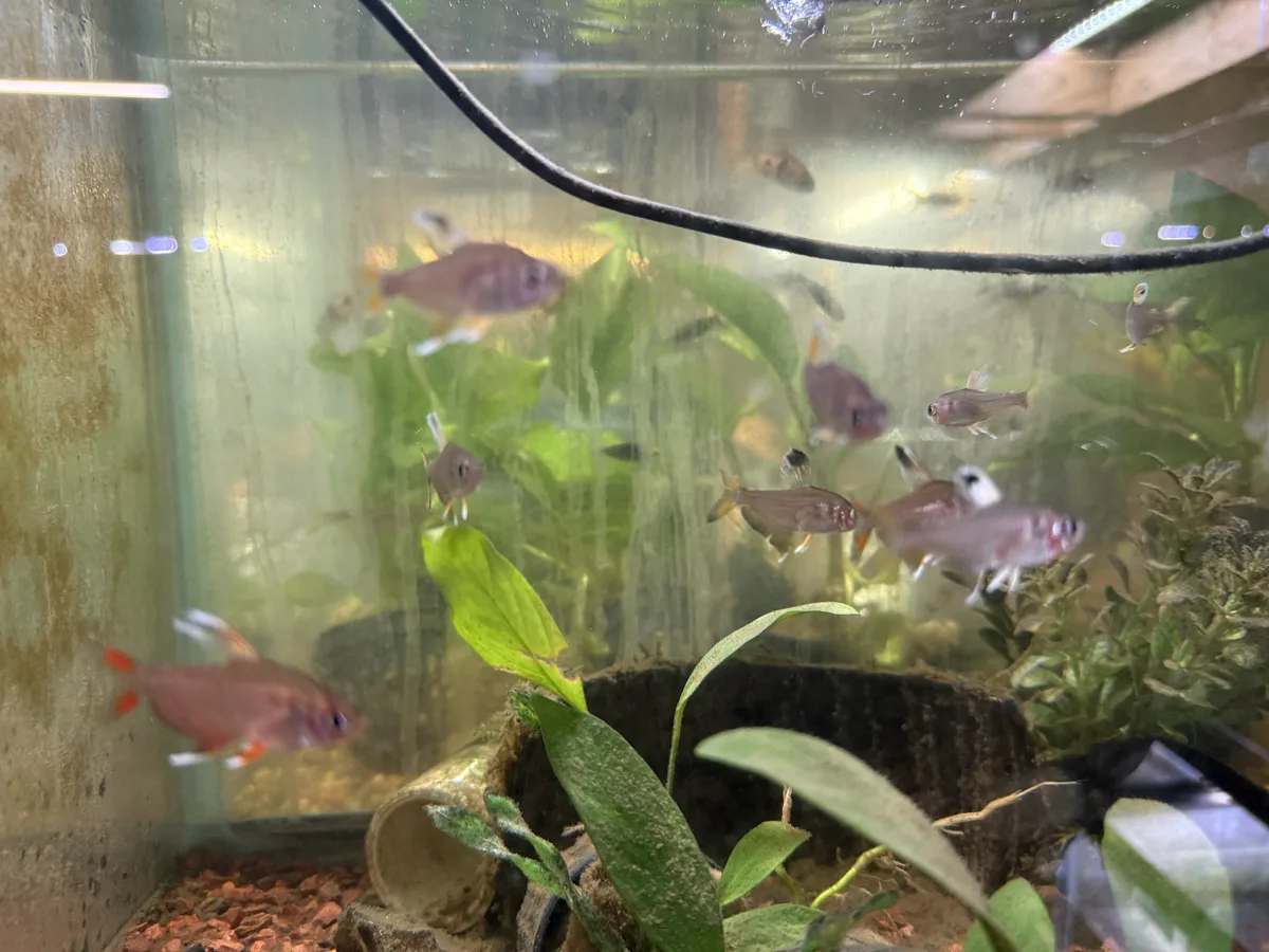 Real-world mixed freshwater aquarium example showing small community fish.