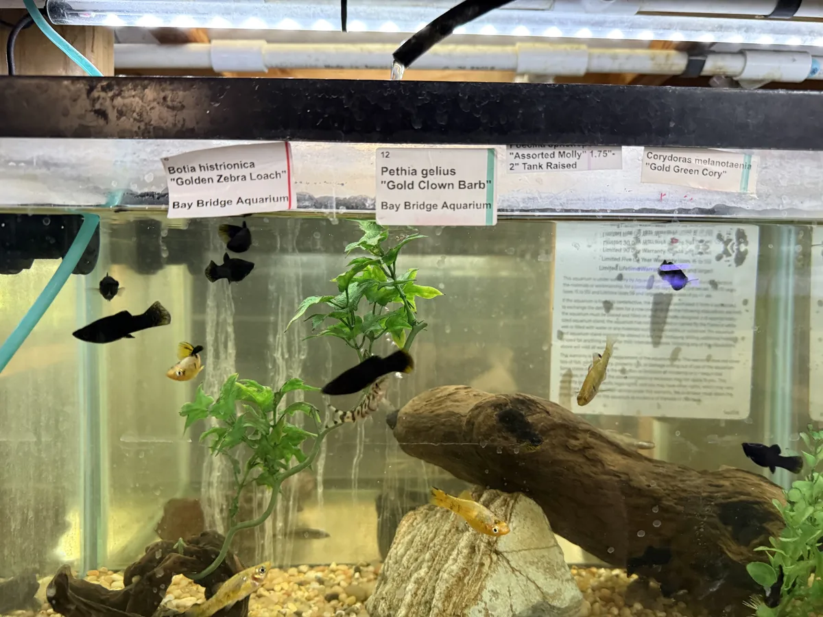 Real-world mixed freshwater aquarium example showing small community fish and retail labels.