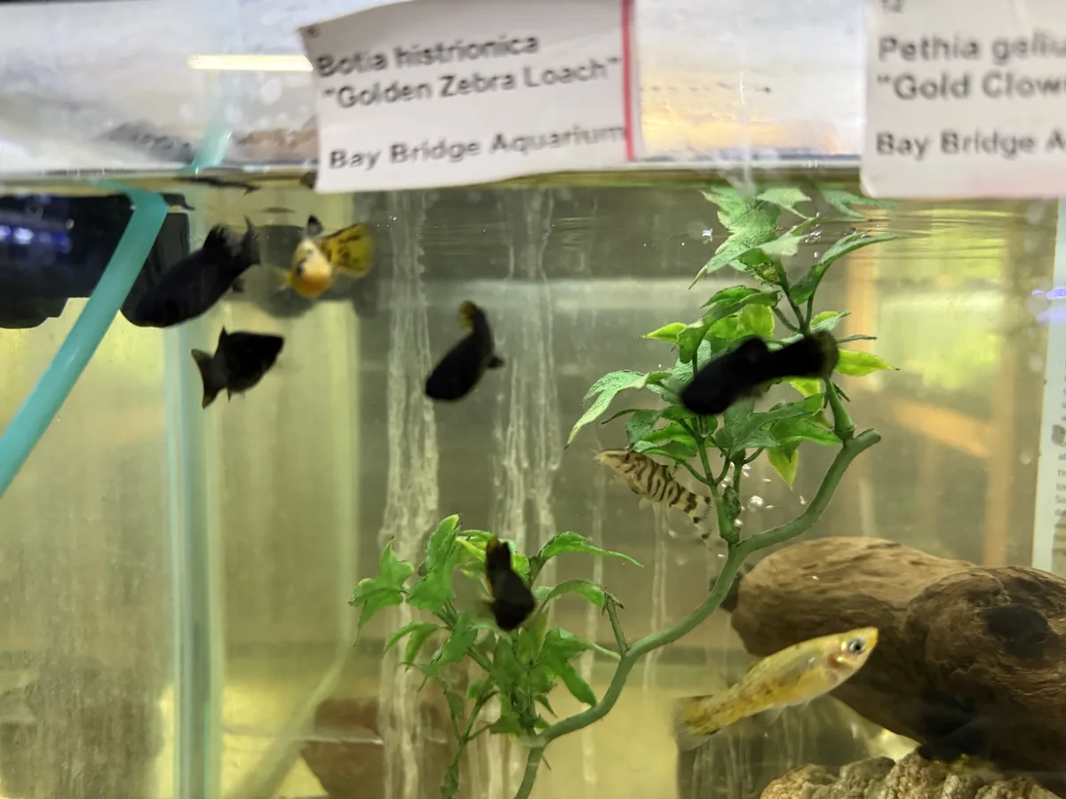 Real-world mixed freshwater aquarium example showing small community fish and retail labels.