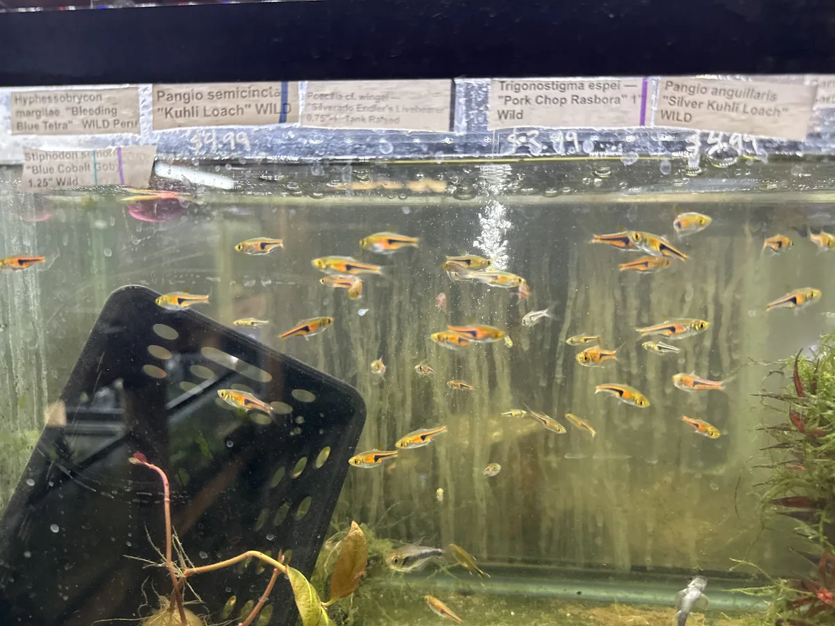 Retail and community tank context photo showing labels for Kuhli Loach, Endler Livebearer, and Pork Chop Rasbora.