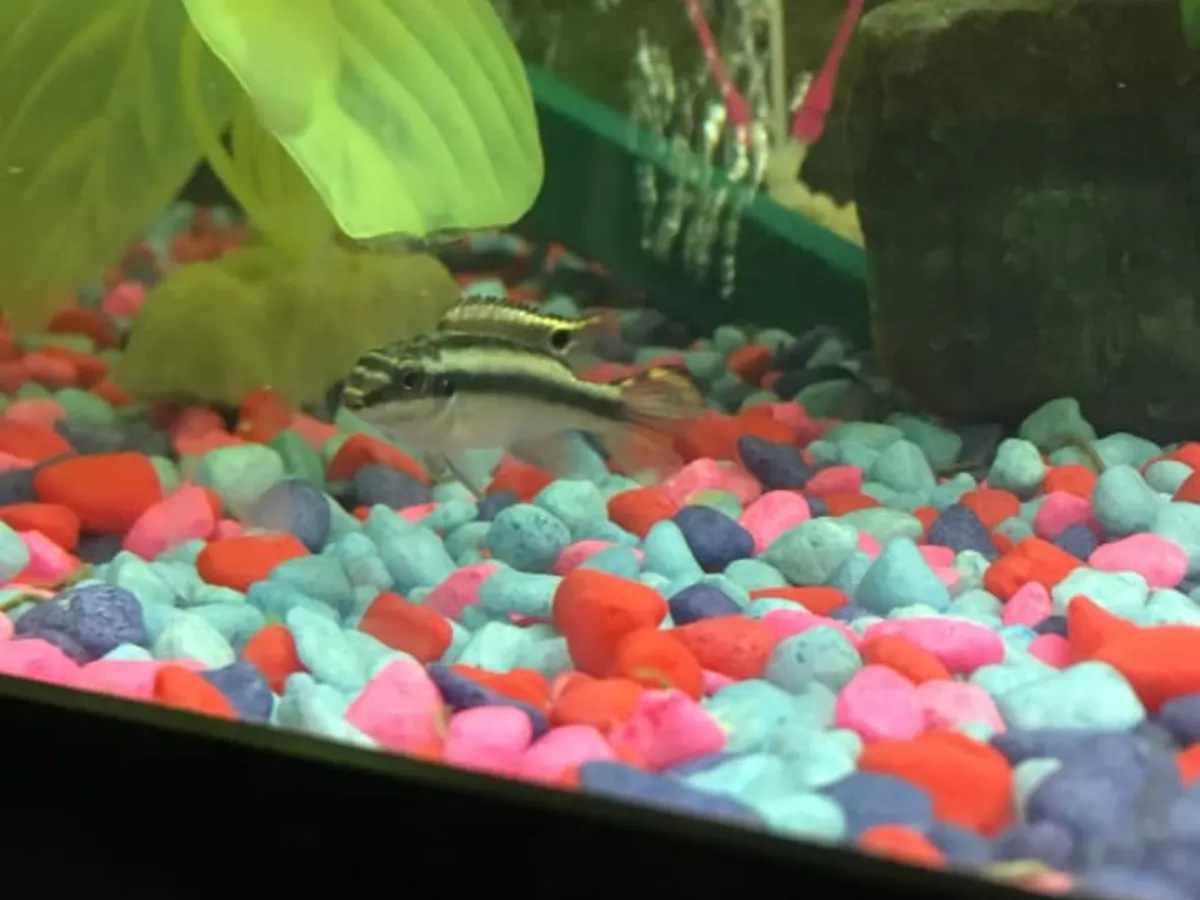 Real-world freshwater aquarium example showing Kribensis.