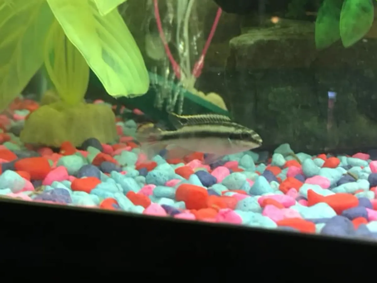 Real-world freshwater aquarium example showing Kribensis.