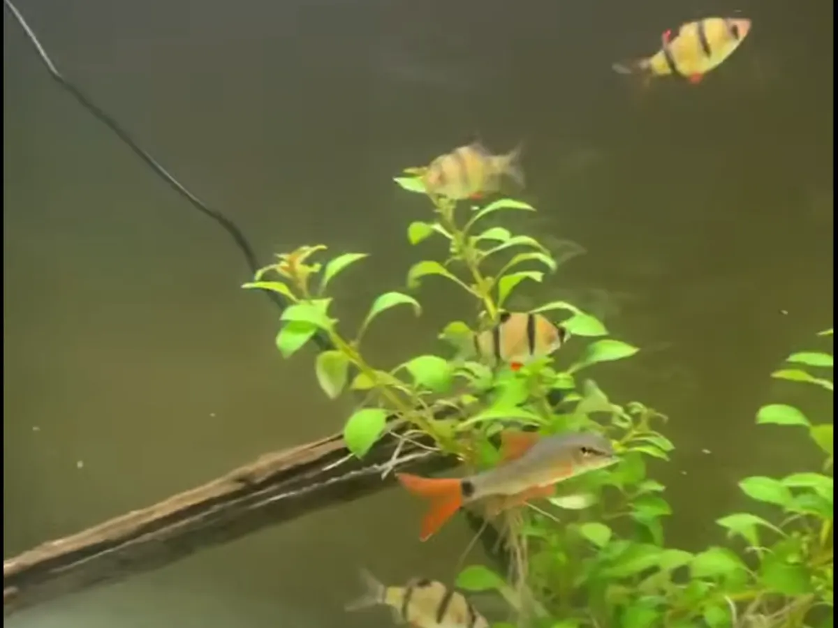 Real-world mixed freshwater aquarium example showing Rainbow Shark and Tiger Barbs.