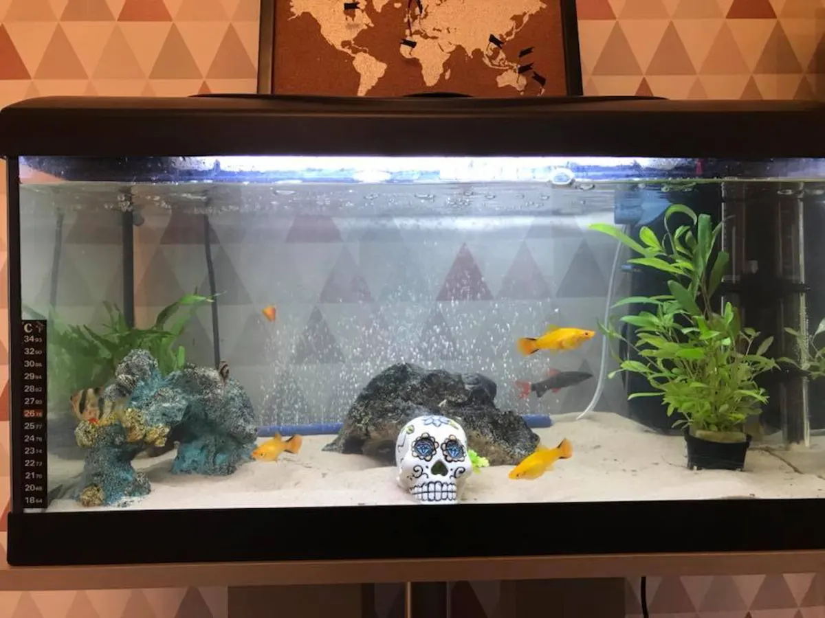 Real-world mixed freshwater aquarium example showing Rainbow Shark, Tiger Barbs, and Swordtails.