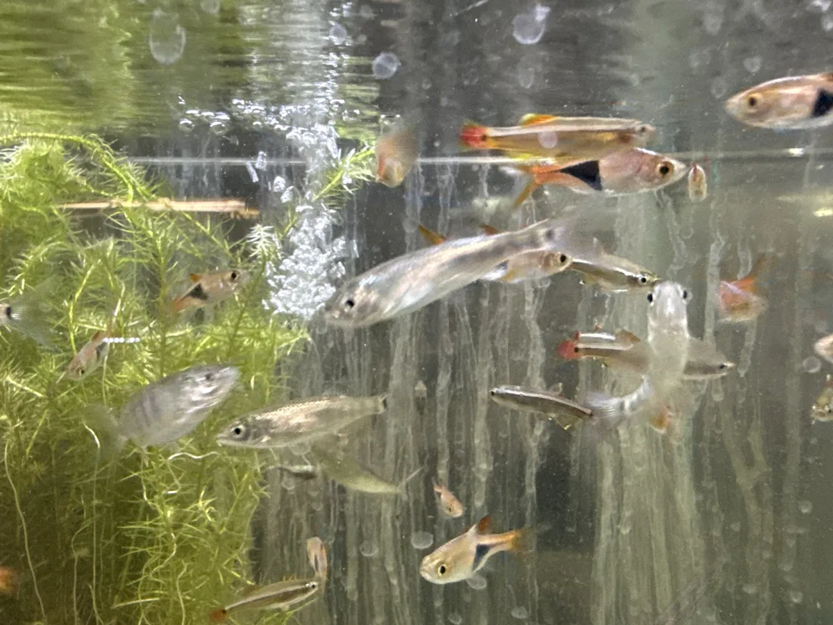Real photograph of a Amano Shrimp in a freshwater aquarium.