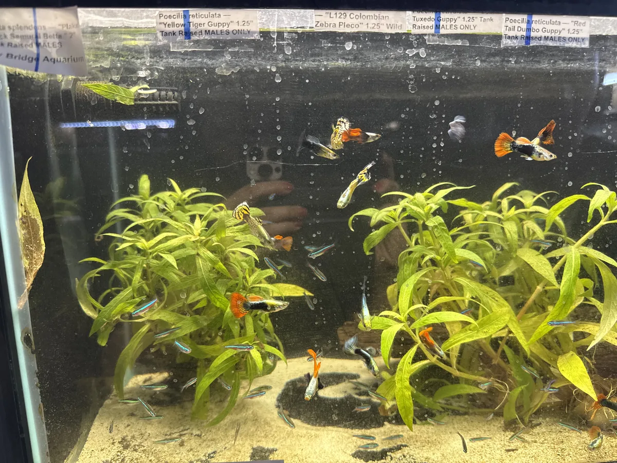 Real photograph of a Chinese Algae Eater in a freshwater aquarium.