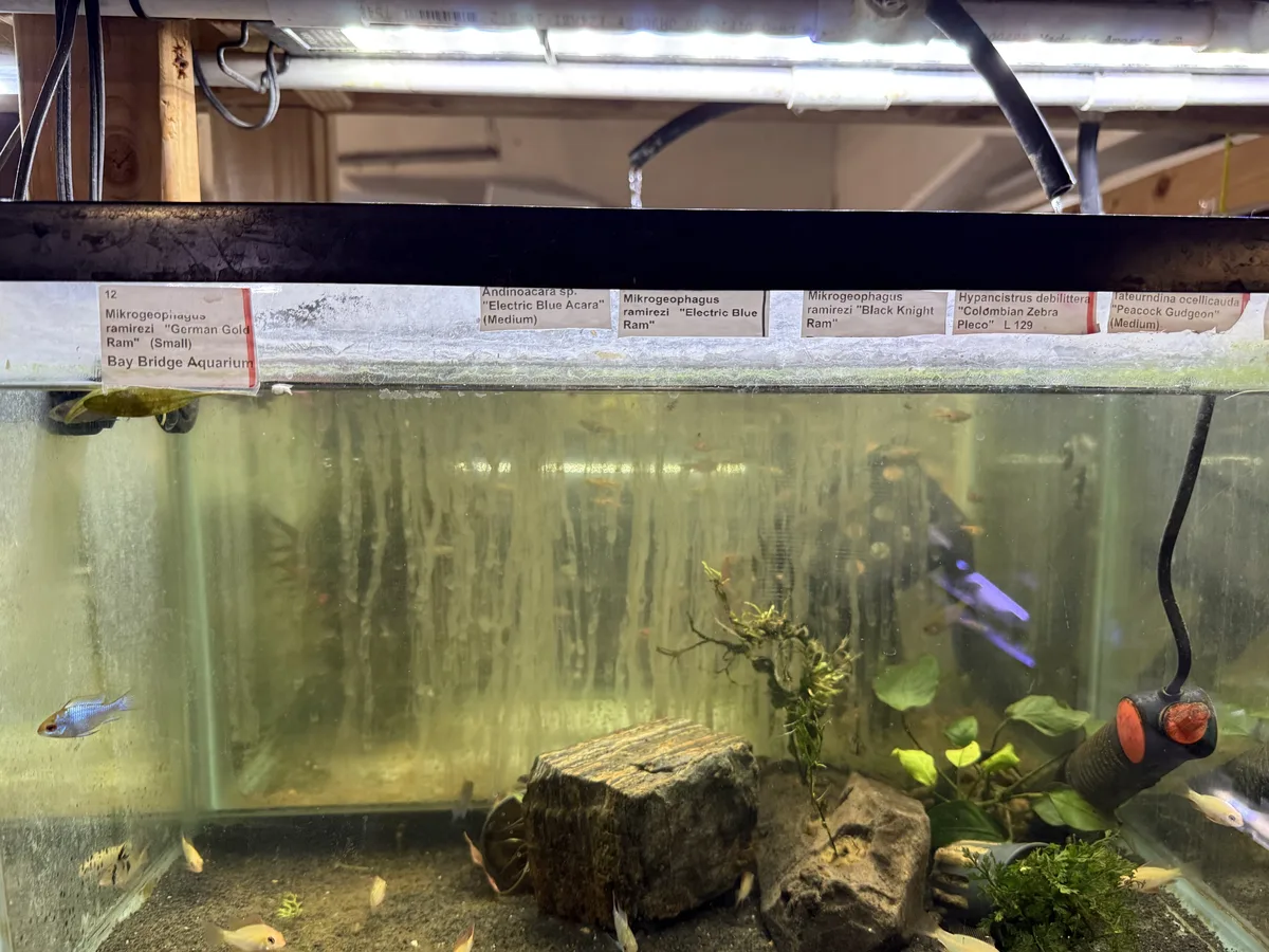 Real photograph of a German Blue Ram in a freshwater aquarium.