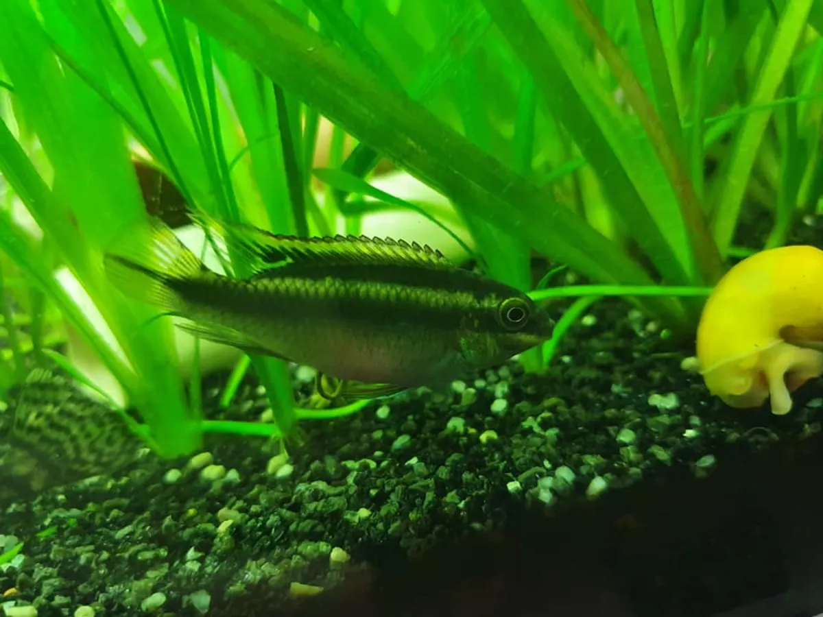Real photograph of a Kribensis in a freshwater aquarium.