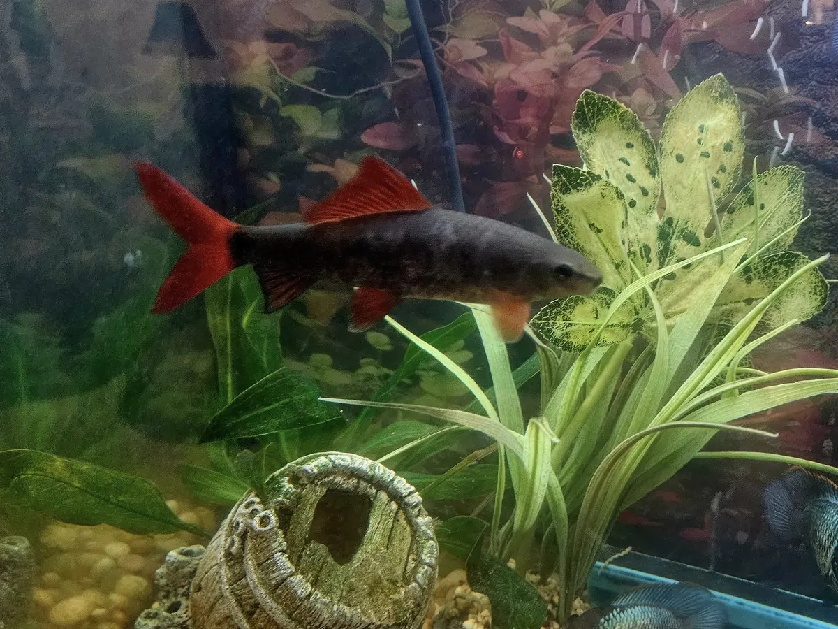 Real photograph of a Rainbow Shark in a freshwater aquarium.