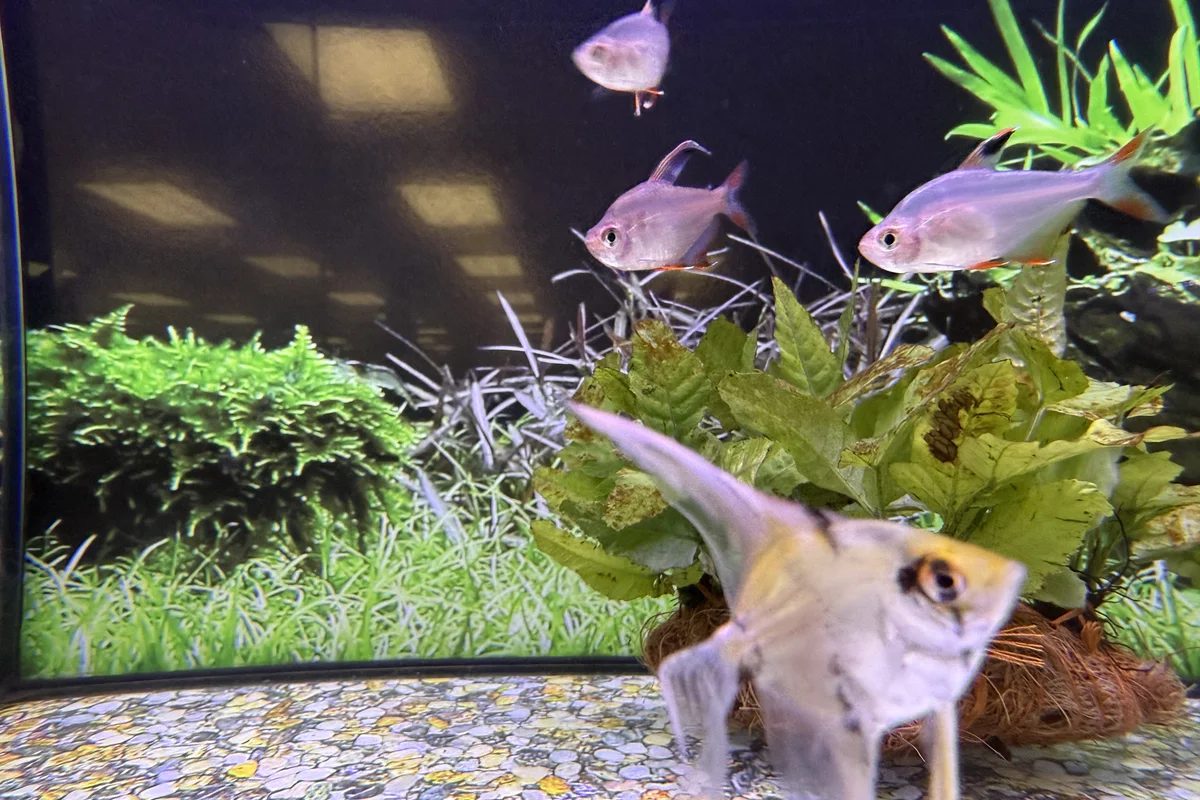 Freshwater angelfish in a planted aquarium