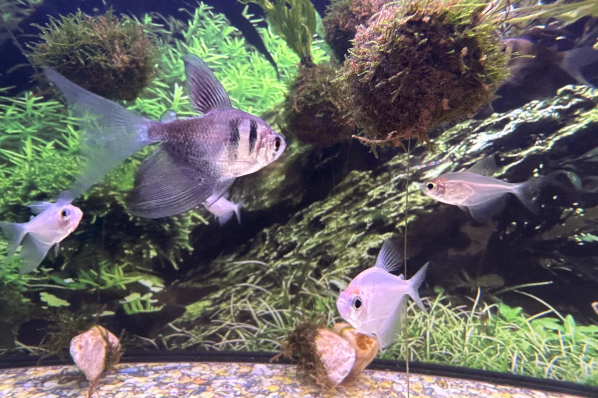 Black skirt tetra group among aquarium plants