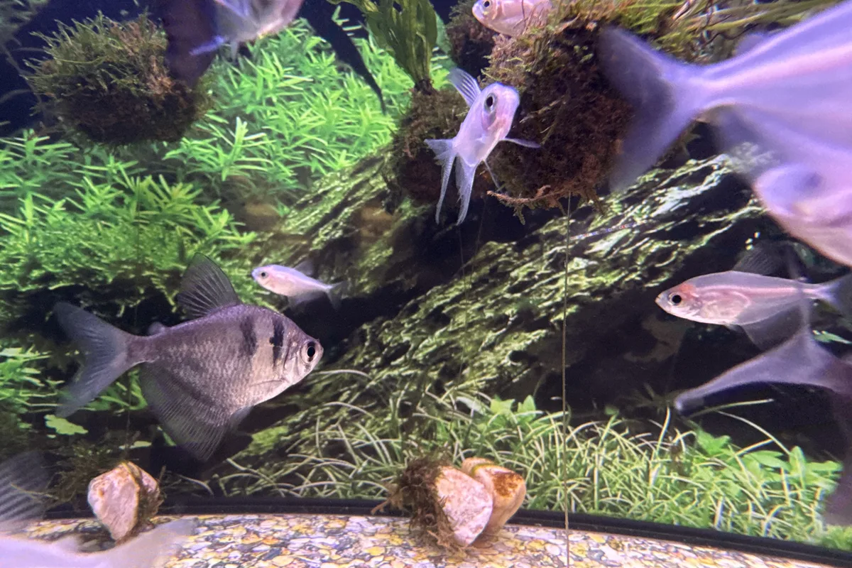 Black skirt tetras showing tall fins in a planted aquarium