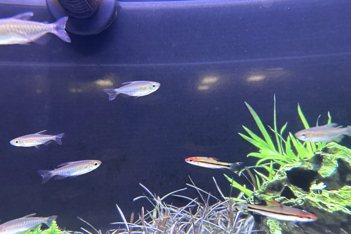 Buenos Aires tetras schooling near aquarium plants