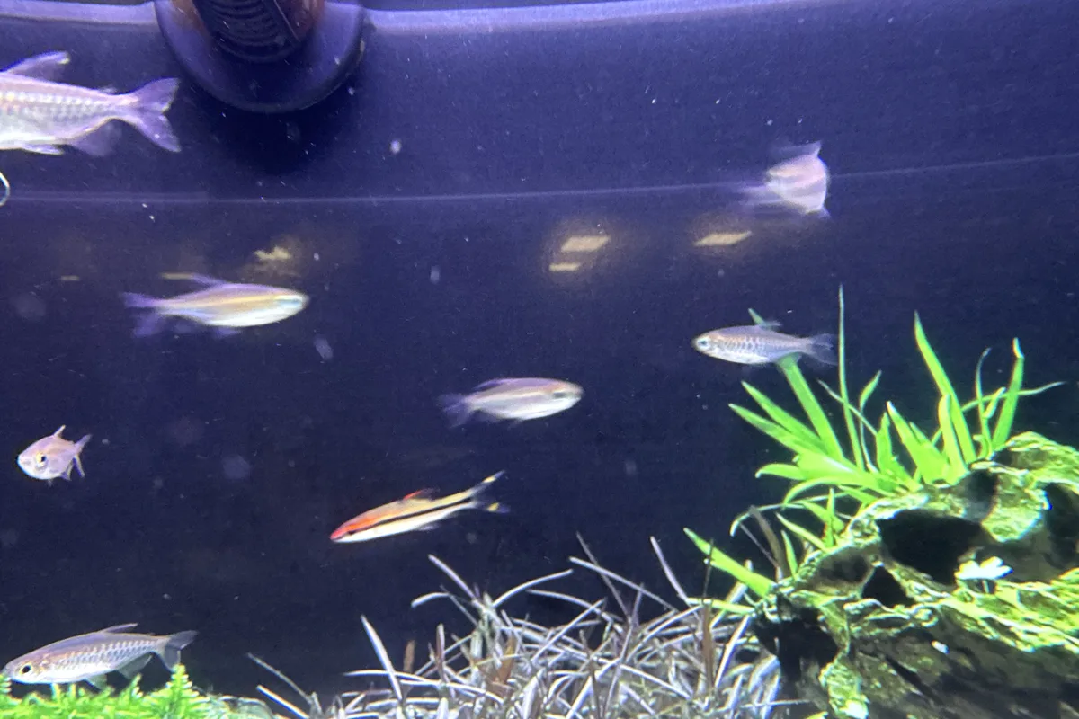 Buenos Aires tetra group in a planted retail aquarium