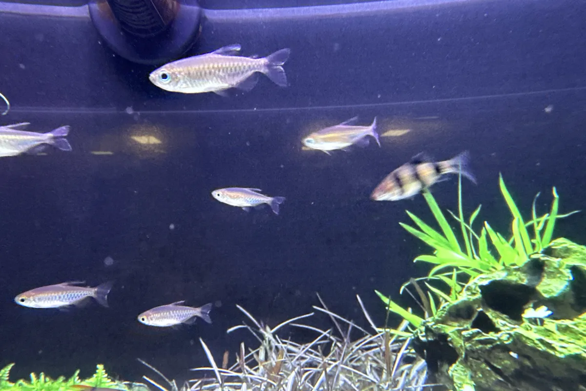 Buenos Aires tetras in a freshwater aquarium