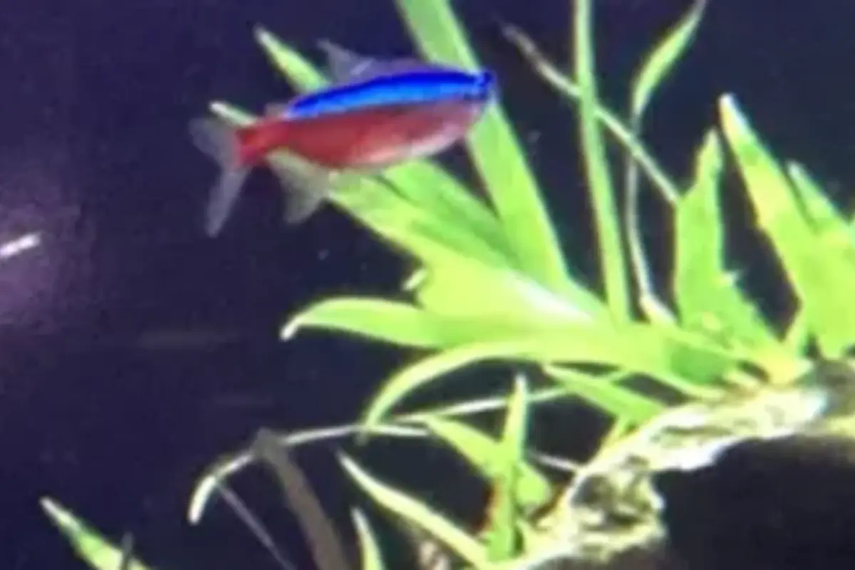 Cardinal tetra in a planted retail aquarium