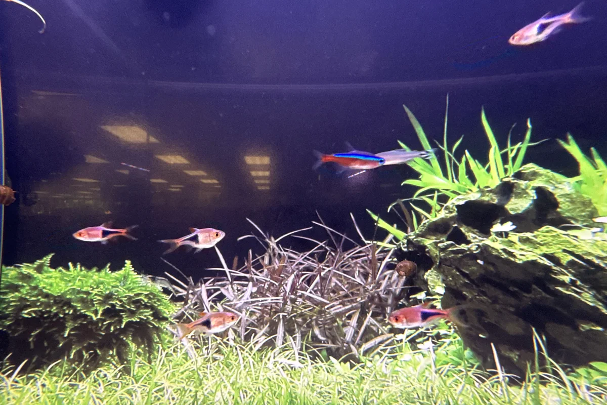 Cardinal tetra and harlequin rasbora in a dark planted aquarium