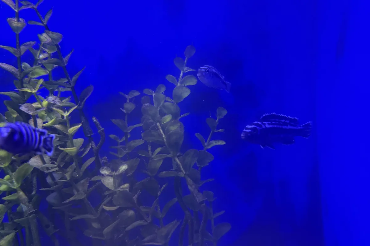 Demasoni cichlid in blue retail aquarium lighting