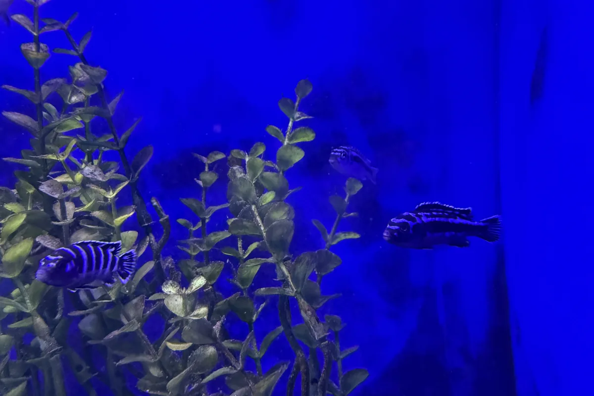 Demasoni cichlid with blue and black vertical striping