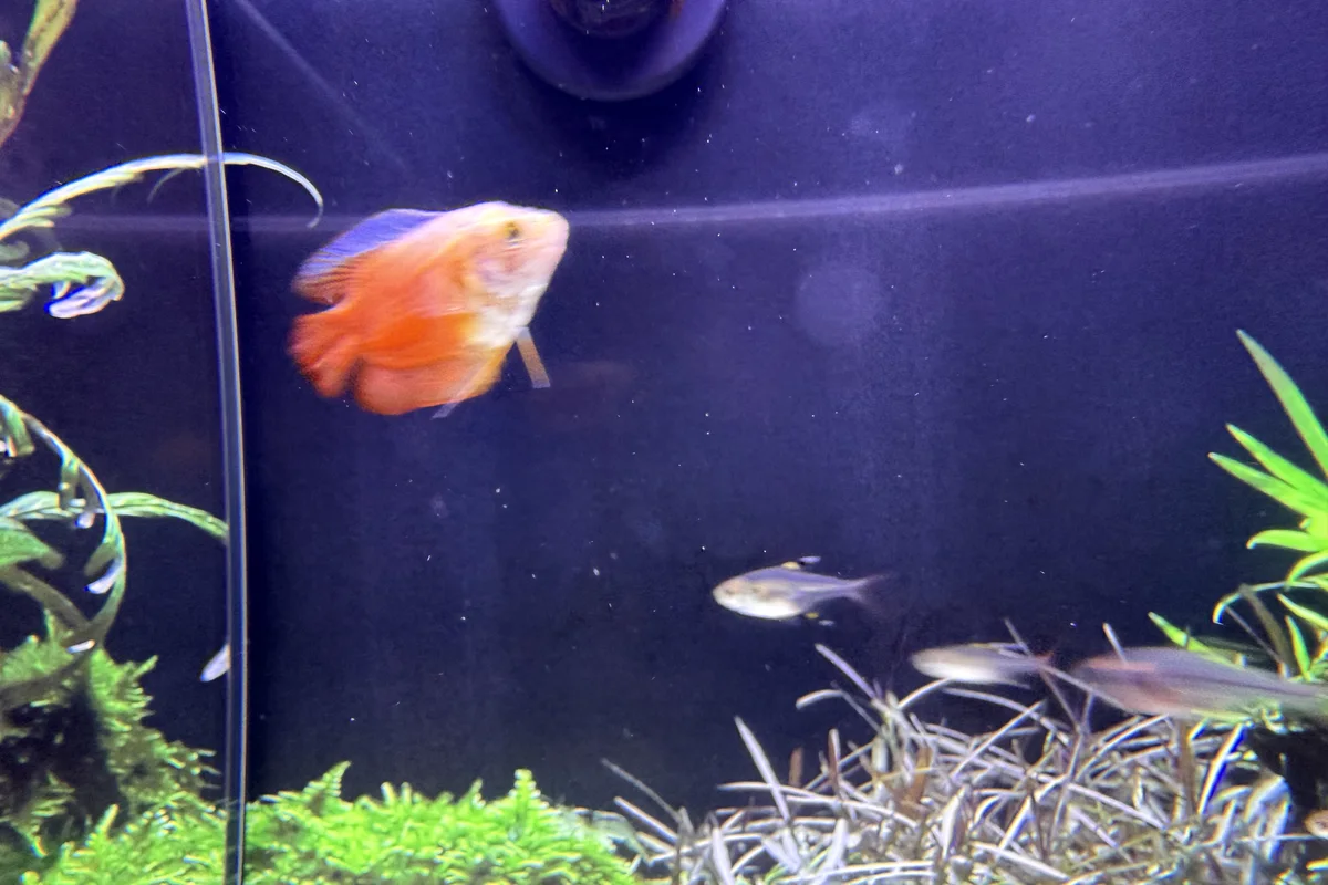 Flame dwarf gourami in a planted aquarium