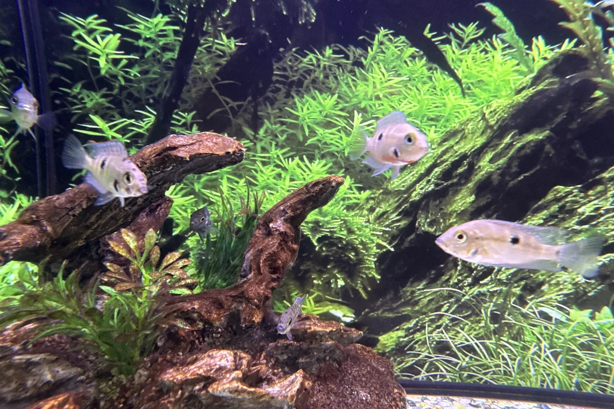 Juvenile firemouth cichlid in a planted retail aquarium