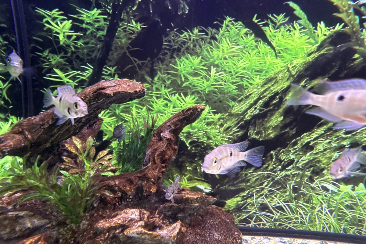 Firemouth cichlid group in a planted retail aquarium