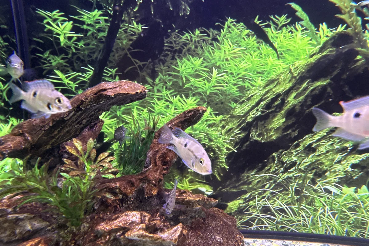Firemouth cichlid in a retail aquarium