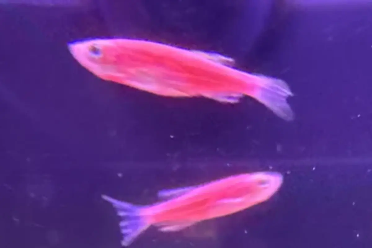 Pink GloFish danios swimming in a planted retail aquarium